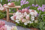 Hydrangea paniculata 'Groundbreaker® Blush'- NOVINKA ! - Obrázek 7