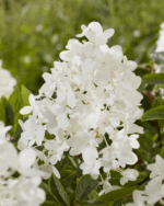 Hydrangea paniculata 'Groundbreaker® Blush'- NOVINKA ! - Obrázek 4