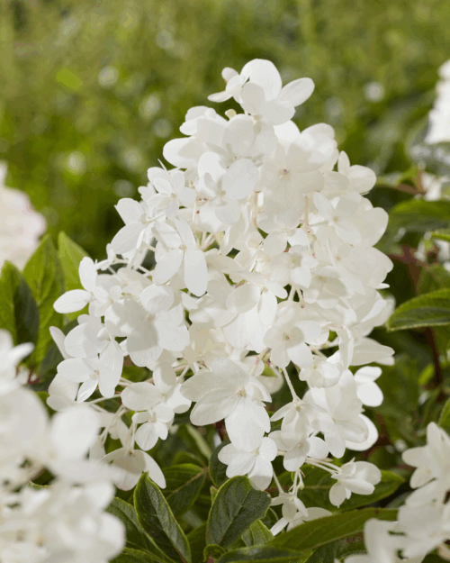 Hydrangea paniculata 'Groundbreaker® Blush'- NOVINKA ! - Obrázek 4