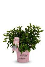 Hydrangea paniculata 'Groundbreaker® Blush'- NOVINKA ! - Obrázek 3