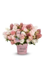 Hydrangea paniculata 'Groundbreaker® Blush'- NOVINKA ! - Obrázek 2