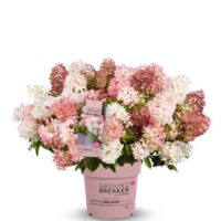 Hydrangea paniculata 'Groundbreaker® Blush'