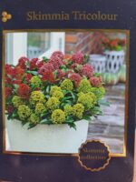 Skimmia japonica 'Tricolour'® - Obrázek 3