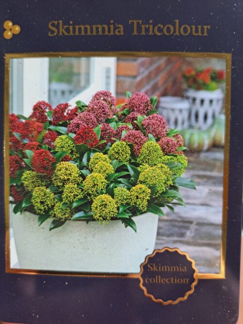 Skimmia japonica 'Tricolour'® - Obrázek 3