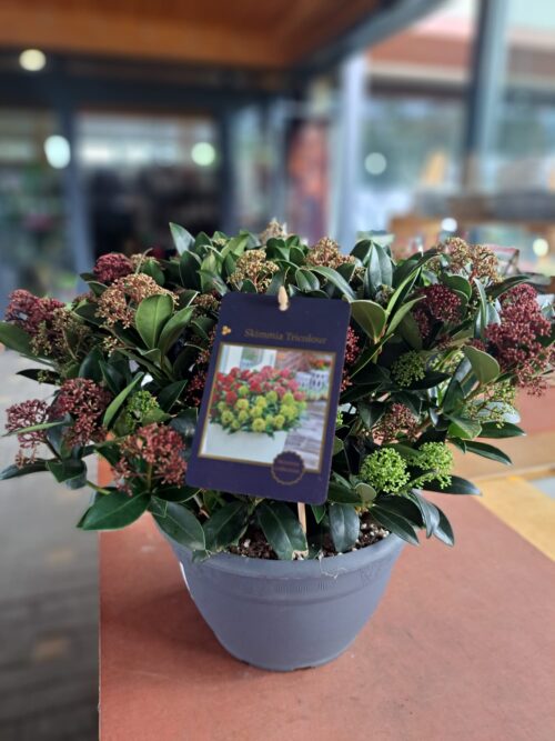 Skimmia japonica 'Tricolour'® - Obrázek 2