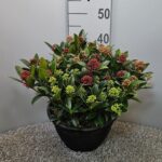 Skimmia japonica 'Tricolour'® - Obrázek 4