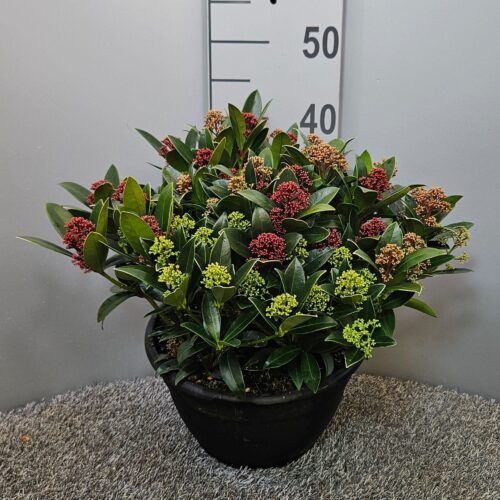 Skimmia japonica 'Tricolour'® - Obrázek 4