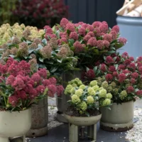 Skimmia japonica 'Tricolour'®