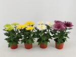 Chrysanthemum indicum 'Anastasia' - Obrázek 3