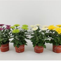 Chrysanthemum indicum 'Anastasia'