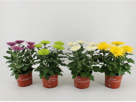 Chrysanthemum indicum 'Anastasia'