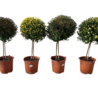 Chrysanthemum indicum - na kmínku