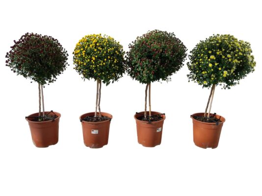 Chrysanthemum indicum - na kmínku