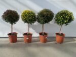 Chrysanthemum indicum - na kmínku - Obrázek 2