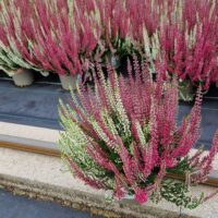 Calluna vulgaris 'Garden Girls'® - P12-Twins