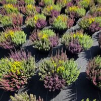 Calluna vulgaris 'Beauty Ladies HIGH FIVE'® - P30-solitéra