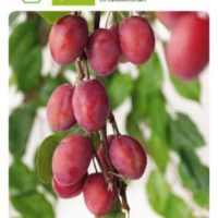 Slivoň sloupovitá 'Aroma Spur'®-červená