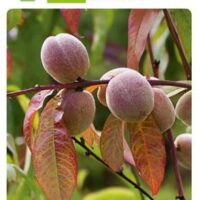 Broskvoň sloupovitá 'AROMASPUR'®-červenolistá