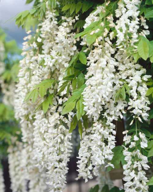 Wisteria sinensis 'Alba' - Obrázek 1