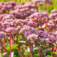 Sedum telephium