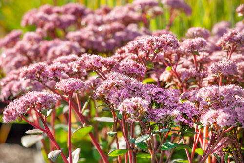 Sedum telephium - Obrázek 1