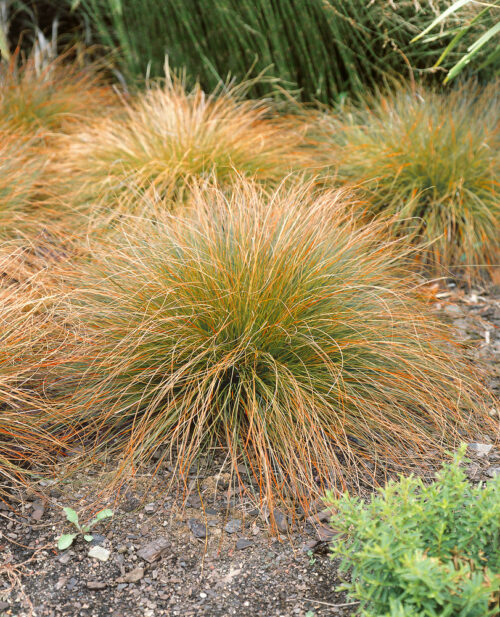 Carex testacea 'Prairie Fire' - Obrázek 1