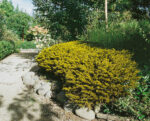 Hebe ochracea 'James Stirling' - Obrázek 2