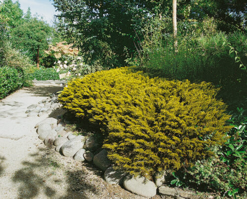 Hebe ochracea 'James Stirling' - Obrázek 2