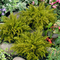 Hebe ochracea 'James Stirling'