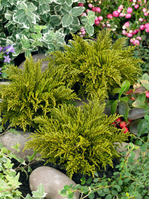 Hebe ochracea 'James Stirling'