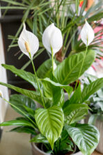 Spathiphyllum wallisii 'Bingo Cupido'