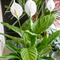 Spathiphyllum wallisii 'Bingo Cupido'