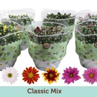 Chrysanthemum indicum