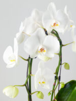 Phalaenopsis 'Multi White'-2 výhonová