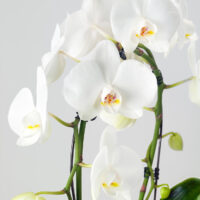 Phalaenopsis 'Multi White'-2 výhonová