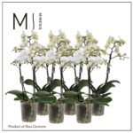 Phalaenopsis 'Multi White'-2 výhonová - Obrázek 2