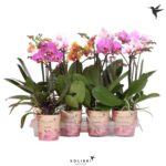 Phalaenopsis - mix - Květináč pr. 9 cm - 1-výhonová, mix