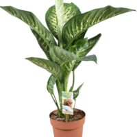 Dieffenbachia seguine 'Tropic Snow'