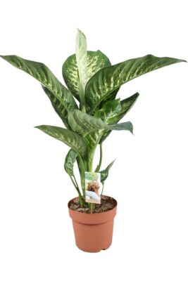 Dieffenbachia seguine 'Tropic Snow'