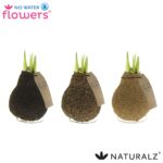 Amarylka ve vosku_WAXZ® - Naturalz Corkz Mix