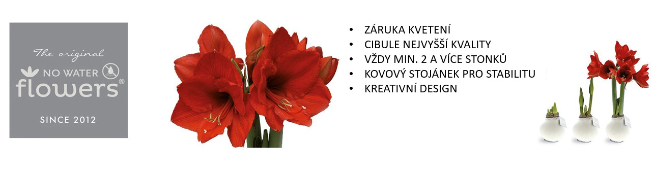 Růže David Austin