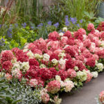 Hydrangea paniculata 'Groundbreaker® Ruby' - Obrázek 2