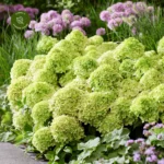 Hydrangea paniculata 'Groundbreaker® Greeny' - Obrázek 2