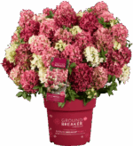 Hydrangea paniculata 'Groundbreaker® Ruby'