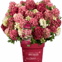 Hydrangea paniculata 'Groundbreaker® Ruby'