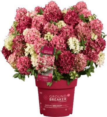 Hydrangea paniculata 'Groundbreaker® Ruby'