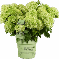 Hydrangea paniculata 'Groundbreaker® Greeny'