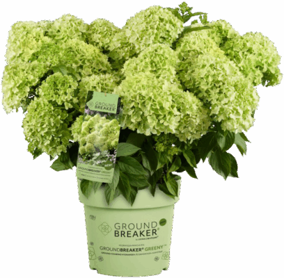 Hydrangea paniculata 'Groundbreaker® Greeny'