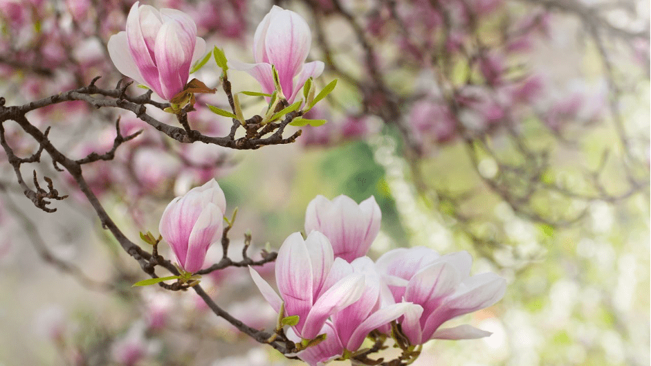 Magnolie | Zcstrakovo.cz