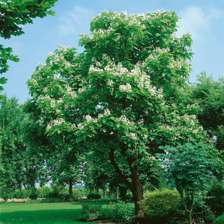 Catalpa bignonioides